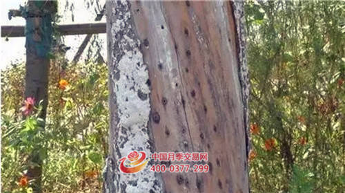 苗木造假，誰(shuí)是***大的受害者？(圖3)